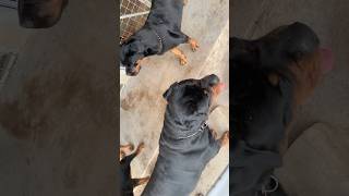 Rottweilers roam in kennel #rottweiler #shorts #dog