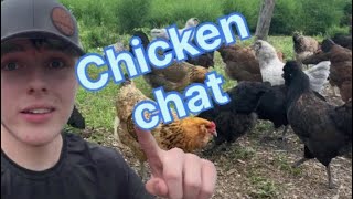 Chicken chat (part 1)