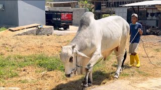 SAPI PO JUMBO BARU AKBAR FARM‼️