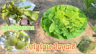 សួនបន្លែក្រោយផ្ទះ បន្លែផ្លែឈើធម្មជាតិ 100%