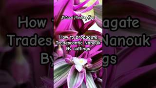 How to propagate Tradescantia Nanouk by cuttings #plants #shortvideo #garden #youtubeshorts #howto