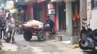 Street Dogs vs Horse  |Street Dogs attacks on horse