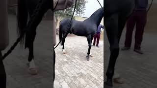 horse show full power😲😲😲😲😲🦄🦄🦄🦄🦄||pls like subscribe share 🙏🙏🙏🙏||