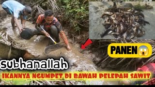 NGURAS IKAN DI PARIT KECIL PENUH DENGAN TUMPUKAN PELEPAH SAWIT HASILNYA LUAR BIASA #ngurasparit