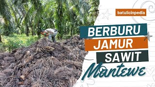 BERBURU JAMUR SAWIT - Kebun Singaland Mantewe