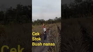 cek stok buah