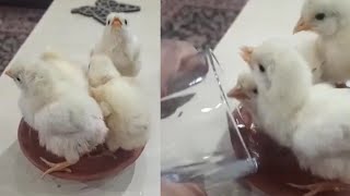 Adorable Chicks drinking water first time