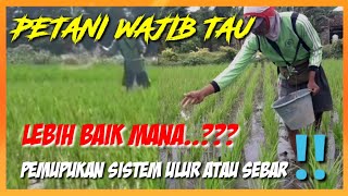 CARA MEMUPUK PADI TERBAIK THE BEST WAY TO FERTILIZE RICE