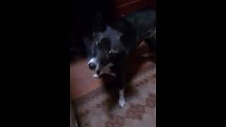 Альма выпрашивает сухой корм #альма #собака #лайка #doglover