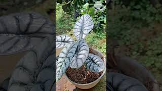 Alocasia silver Dragon