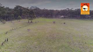 Kangaroos boxing fight l Drone footage Australian kangaroos