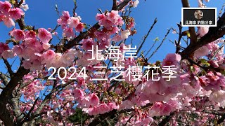 [賞櫻最前線]  3/11 北海岸 新北 三芝櫻花季  賞櫻秘境  櫻花花況 ！！  記得 訂閱 才能收到第一手資訊 謝謝！！