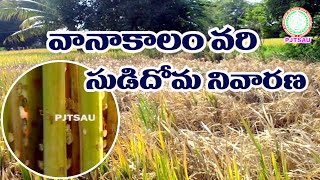 Kharif rice - brown plant hopper management -- వానాకాలం వరి - సుడిదోమ నివారణ