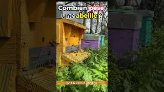 Combien pèse une abeille ? Pas beaucoup !