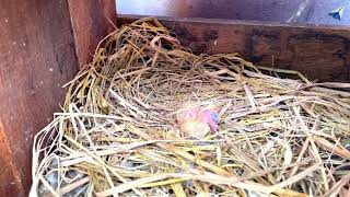 எங்க வீட்டு புது விருந்தாளி I Growth of Baby Pigeon I Paper Rocket