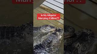 Is My Alligator Marrying A Minor?! 😱🐊#shorts #alligator