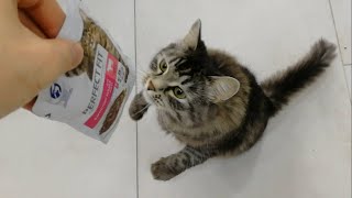 КОТ БАКС Выпрашивает Еду | The Cat Asks For Food