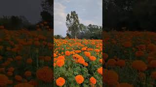 Walking Amidst the Marigold Blooms Somewhere in Rural Karnataka