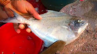 3 Big Black Pomfret Fish Cutting Into Pieces By Fisherman At An Asian Fish Market