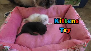 Kittens Try Strawberry Shortcake Bed From Five Below! 🍓