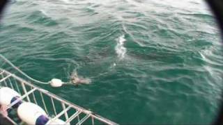 Shark diving, White shark. Città del Capo.mpg