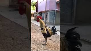 Funny Rooster  #feeding #monkey #birds #birdslover #experiment