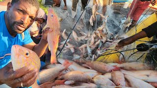 Monster Haul: Massive 2000 Lb Catch Of Giant Red Snapper By Fishermen!