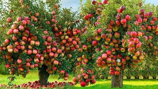 How to grow apples from apples?