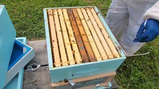 Inspecting a beehive