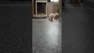 Сегодня первый раз будем мыть мордашки с шампунем #щенкимай2024 #puppy #собака #doglover