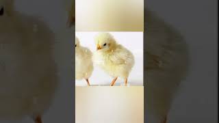 astrolop RIR Lights Sussex and more breed chicks for sale|ordar dany k liye achi rabita kary