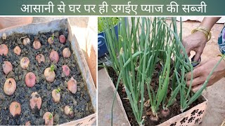 जब प्याज हो सस्ती तो इस तरह उगाए उनकी सब्जी| spring onions | pyaaj