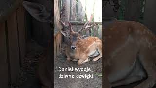 straszny stwór 😜🦌 dziwnie wygląda i dziwnie brzmi. #animals #zwierzęta #jelenie #fotopułapka #deer