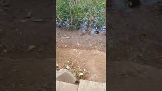 burung kutilang jinak gak mau jauh dari majikan nya !!!