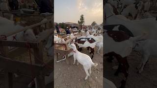 Mashallah beautiful bakra#bakramandi #bakraeidspecial #viral #bakra #shorts #eidspecial