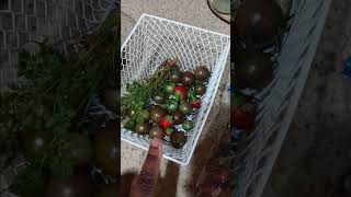 Saving A Year Supply Of Black Cherry Tomatoes