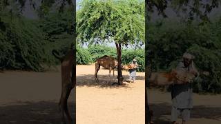 The camel is in great distress and the owner has caught it. #shorts  #shortvideo  #youtubeshorts