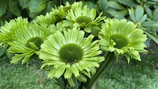 Echinacea 'Green Jewel' (green coneflower) - FarmerGracy.co.uk