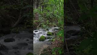 Mountain river - izvor de munte - wild creek  #creek #springwater #mountainriver #purenature #wild