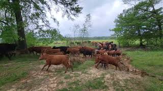 The Magic of Nature • Huge Cow Herd Moved Daily • Heal The Land