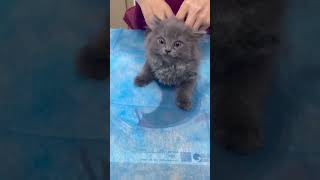 #cat #cats #funny #funnyvideo