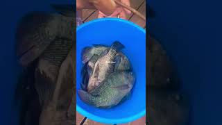 #fresh #tilapia #fish #youtubeshorts #satisfying #viralvideo #shorts