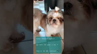 Shih tzu L.A et son top knot #shihtzu #viralreels  #knot  #socute #crazy #viralshort