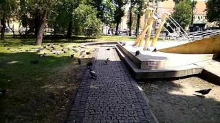 Krakow pigeons having a party