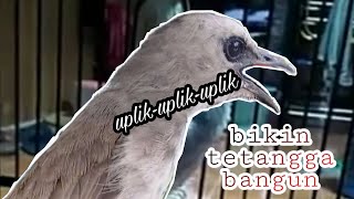 Ropelan trucuk bikin tetangga marah✌️