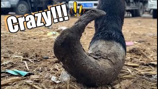 Crazy Donkey Hoof Trimming - Rescue Donkey - Unique ASMR&12