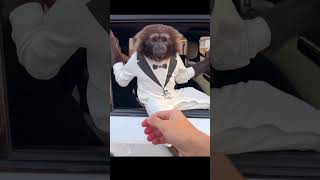 Monkey in a Suit meme