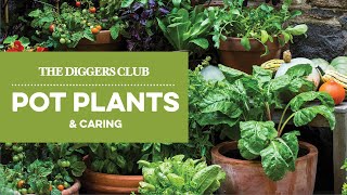 Caring for your pot plants