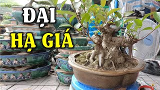 Đại Hạ Giá - Xả Lỗ Cây Si Búp Đỏ Bonsai “Dáng Làng” Tuyệt Đẹp