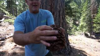 Ponderosa Pines and Jeffrey Pines of the Sierra